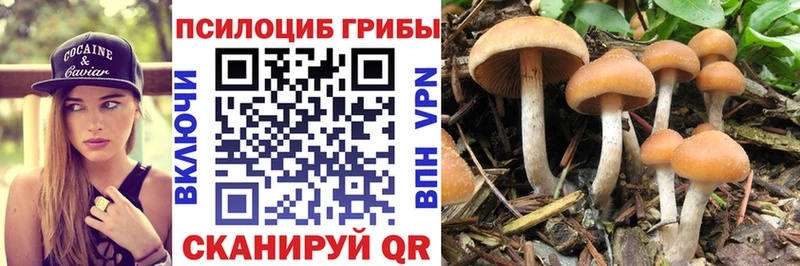 что такое   Оса  ОМГ ОМГ   Псилоцибиновые грибы Magic Shrooms 